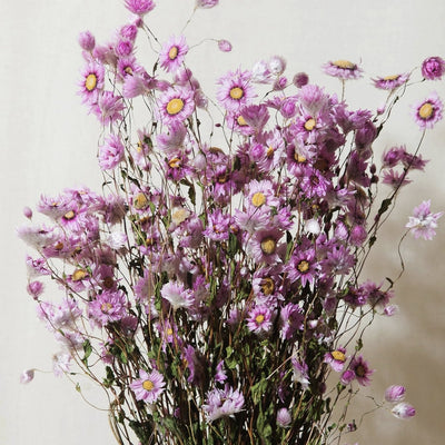 Dried Flowers - Pink Rhodanthe Daisy - Sleepy Mountain