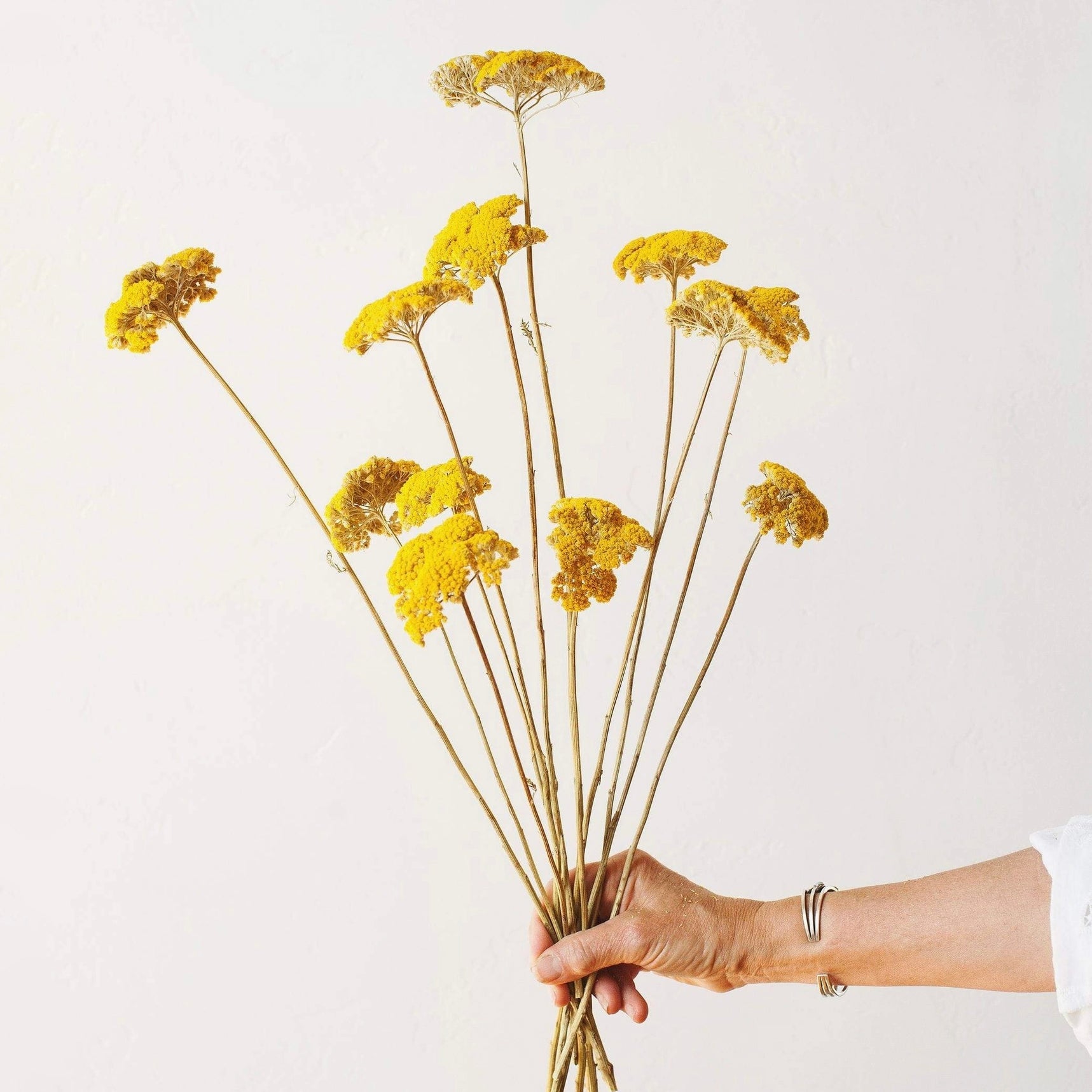Dried Flowers - Yellow Yarrow - Sleepy Mountain
