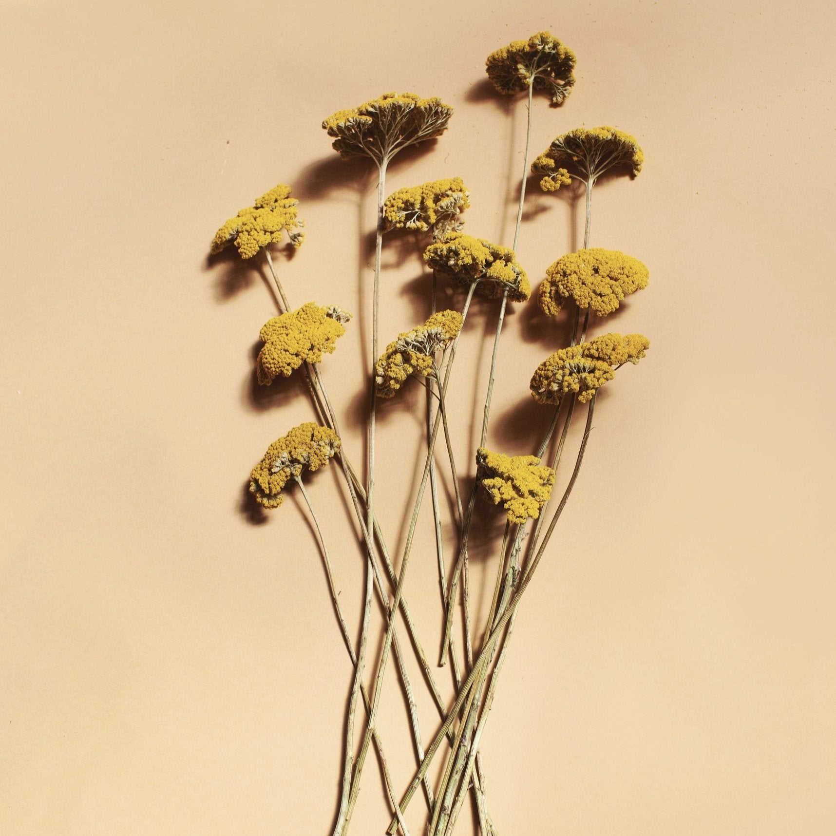 Dried Flowers - Yellow Yarrow - Sleepy Mountain