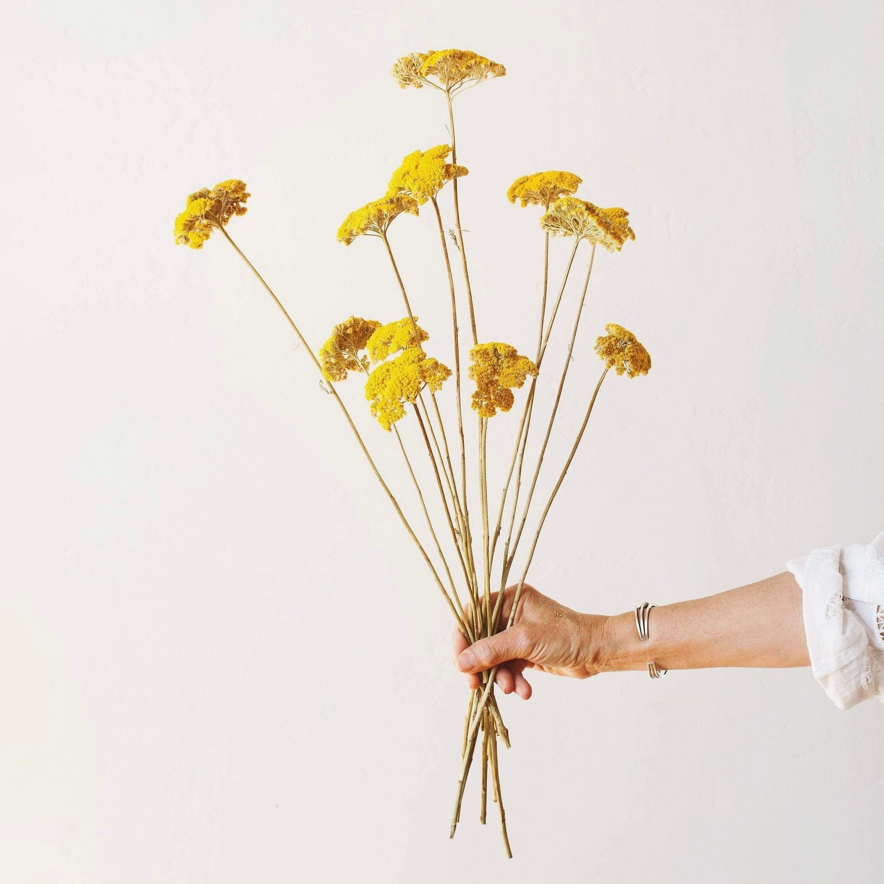 Dried Flowers - Yellow Yarrow - Sleepy Mountain