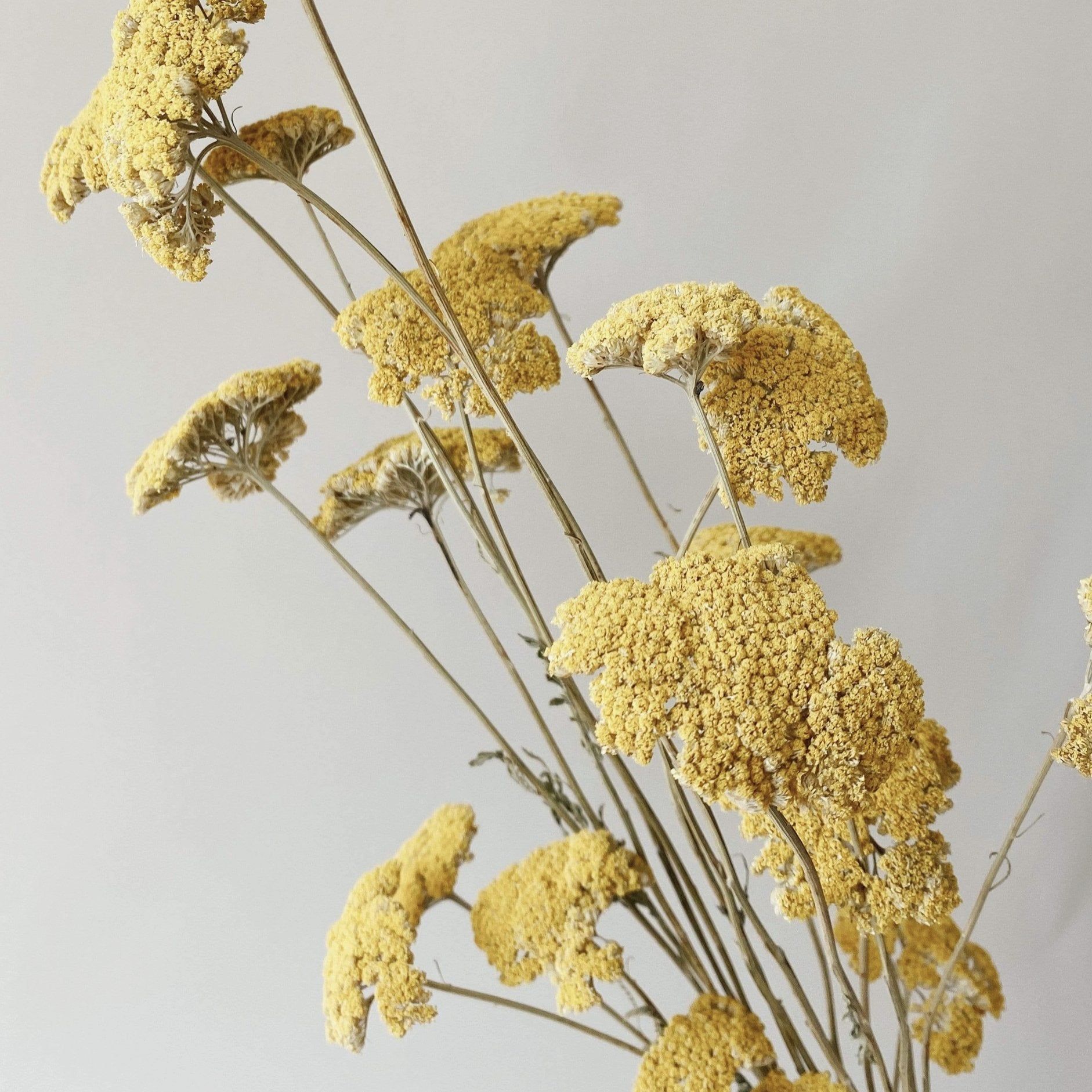 Dried Flowers - Yellow Yarrow - Sleepy Mountain