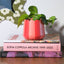 Scalloped Ceramic Planter – Cherry Red Stripes - Sleepy Mountain