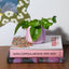 Scalloped Planter - Lilac Stripes - Sleepy Mountain